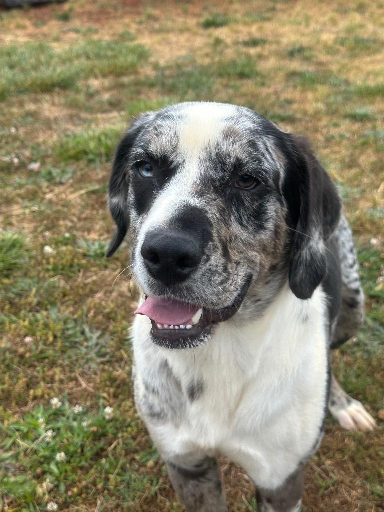 Enlarge Spot, a Adoptable mixed breed in Lavonia, GA image 1/1
