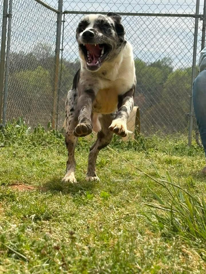 Spot, Adoptable, Young Male Catahoula Leopard Dog & Mixed Breed.