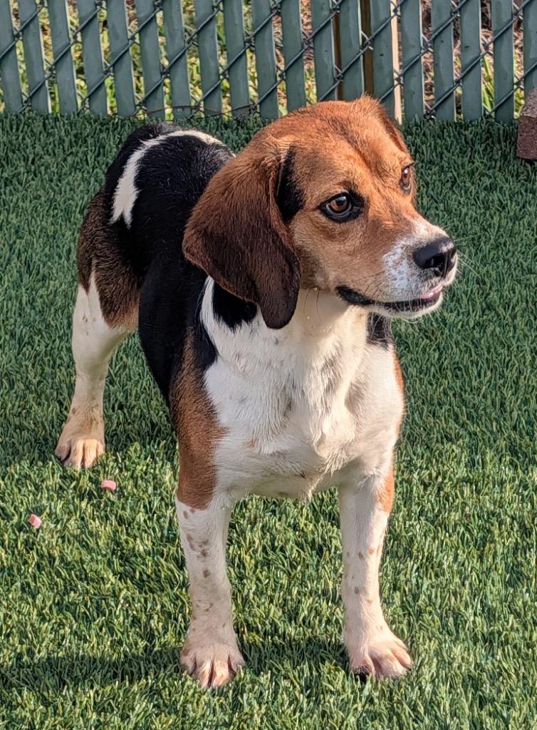 Bongo-Ridgelan Beagle Ready For a Home!, Adoptable, Young Male Beagle.