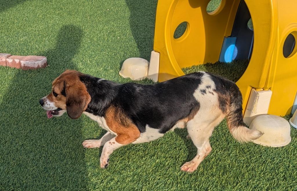 Enlarge Bongo-Ridgelan Beagle Ready For a Home!, a Adoptable Beagle in Fort Myers, FL image 2/3