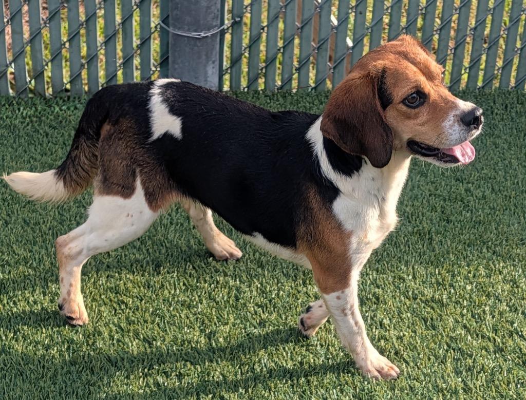 Enlarge Bongo-Ridgelan Beagle Ready For a Home!, a Adoptable Beagle in Fort Myers, FL image 3/3