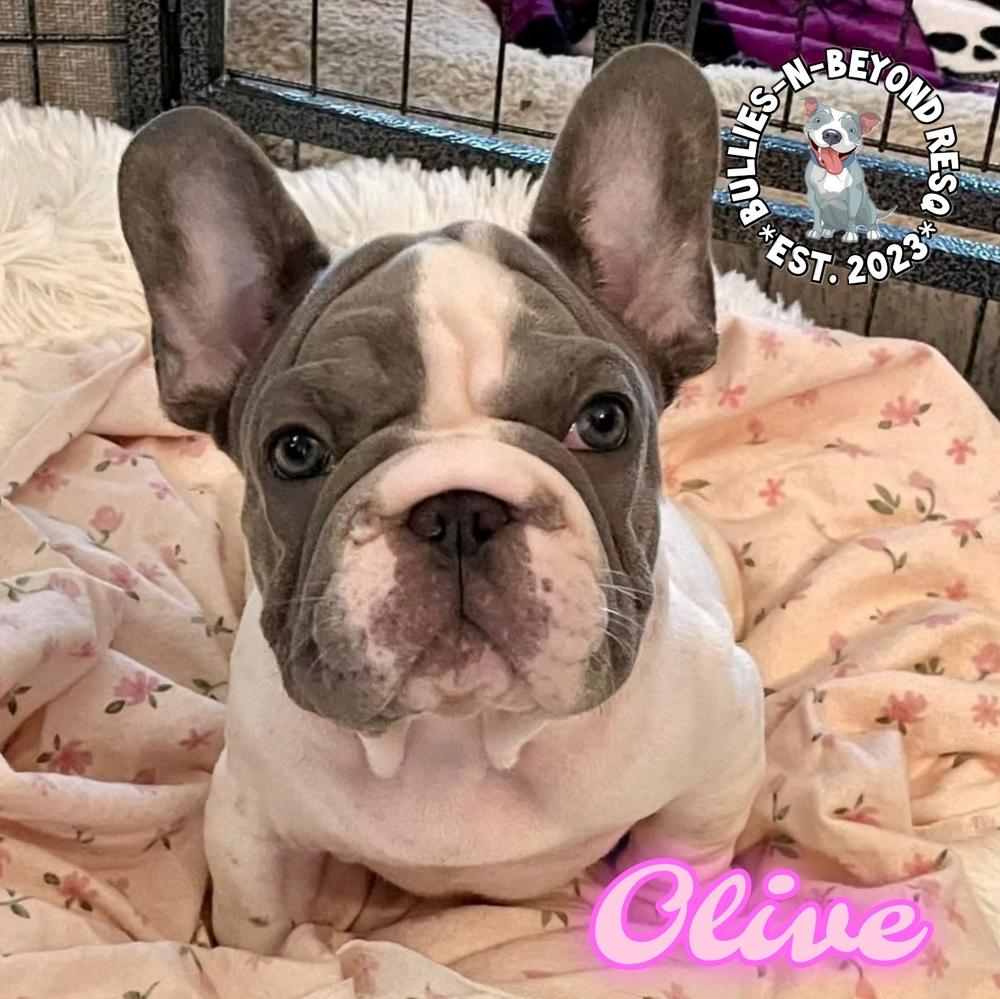 Enlarge Olive, a Adoptable French Bulldog in Omaha, NE image 2/5