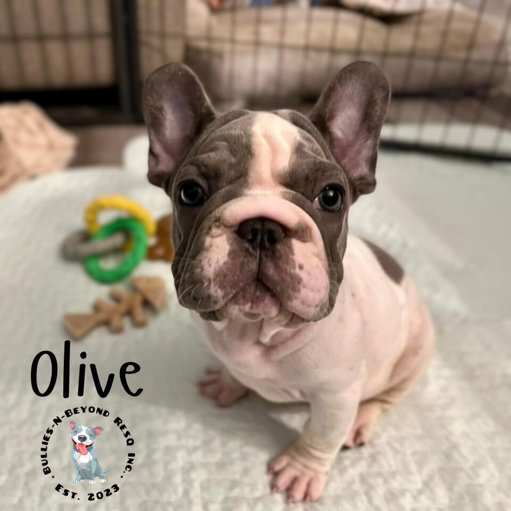 Enlarge Olive, a Adoptable French Bulldog in Omaha, NE image 3/5