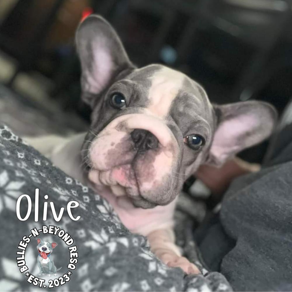 Enlarge Olive, a Adoptable French Bulldog in Omaha, NE image 5/5