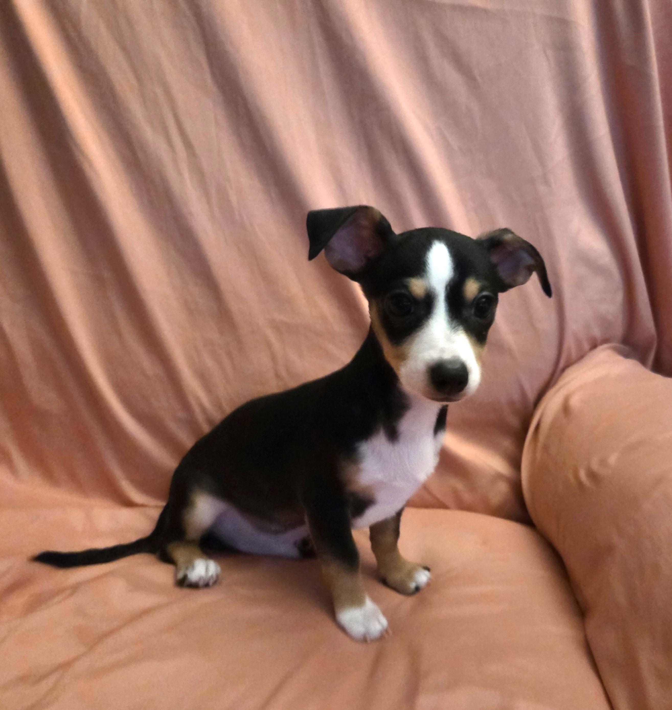 Mace, Adoptable, Puppy Male Chihuahua & Terrier.