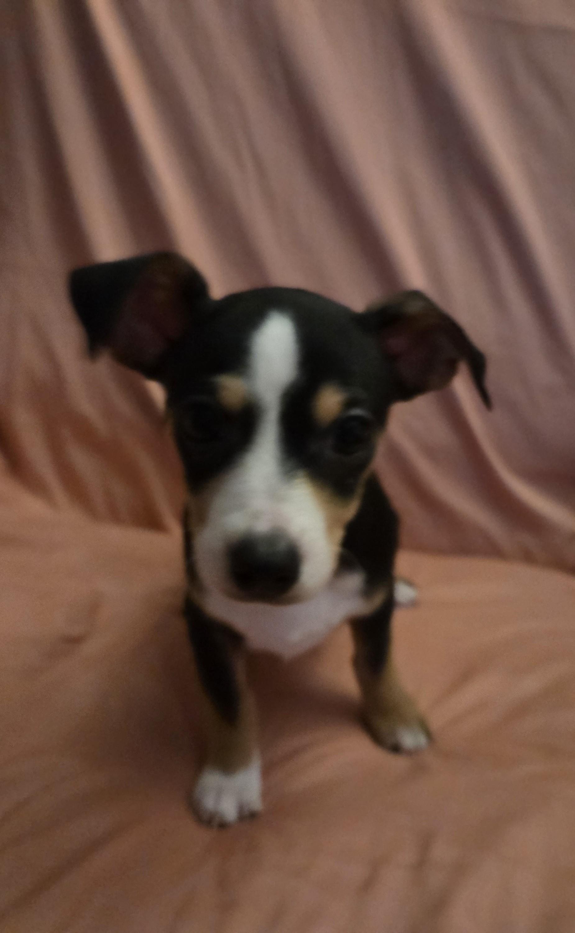 Enlarge Mace, a Adoptable mixed breed in Oakdale, CA image 3/3