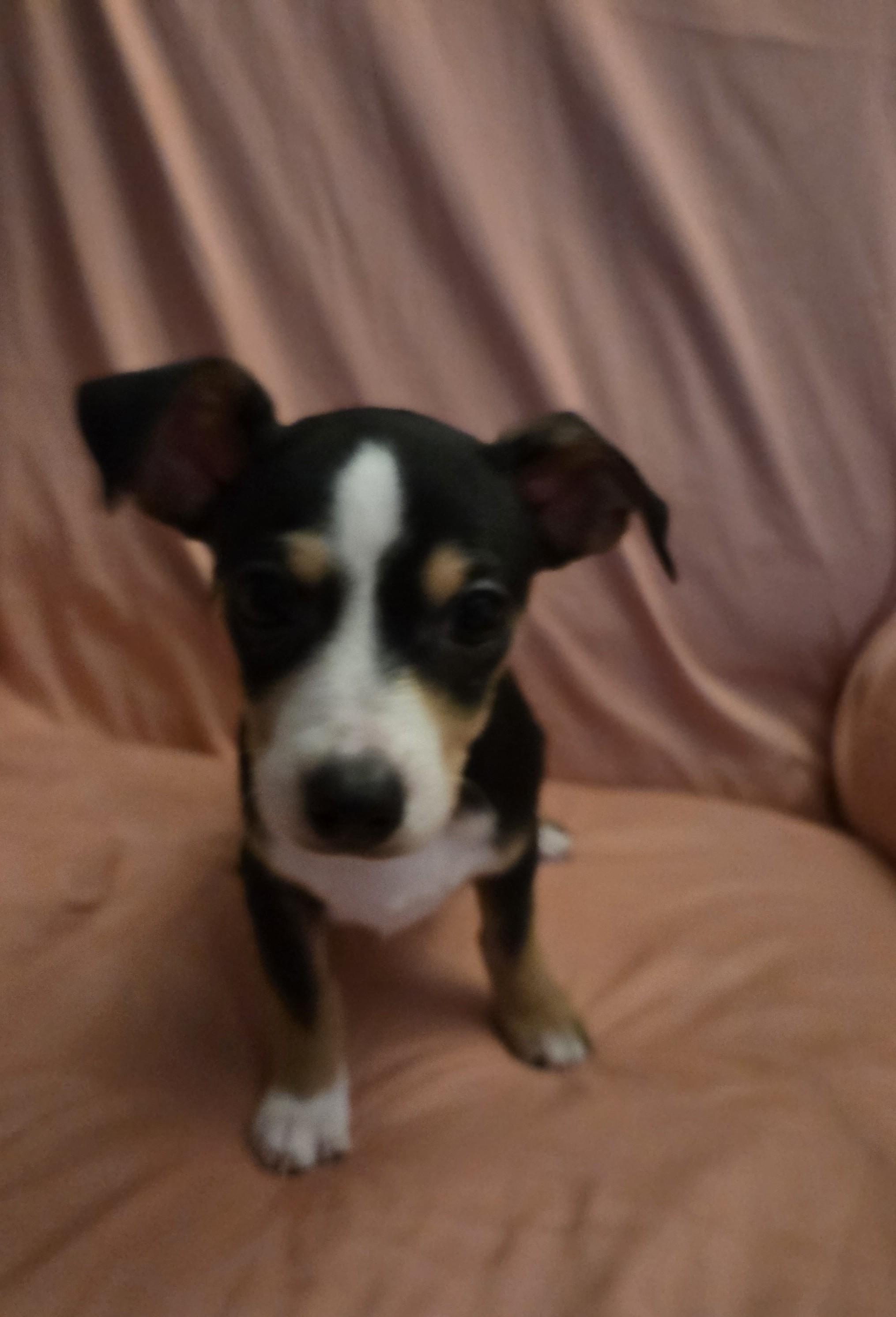 Enlarge Mace, a Adoptable mixed breed in Oakdale, CA image 2/3