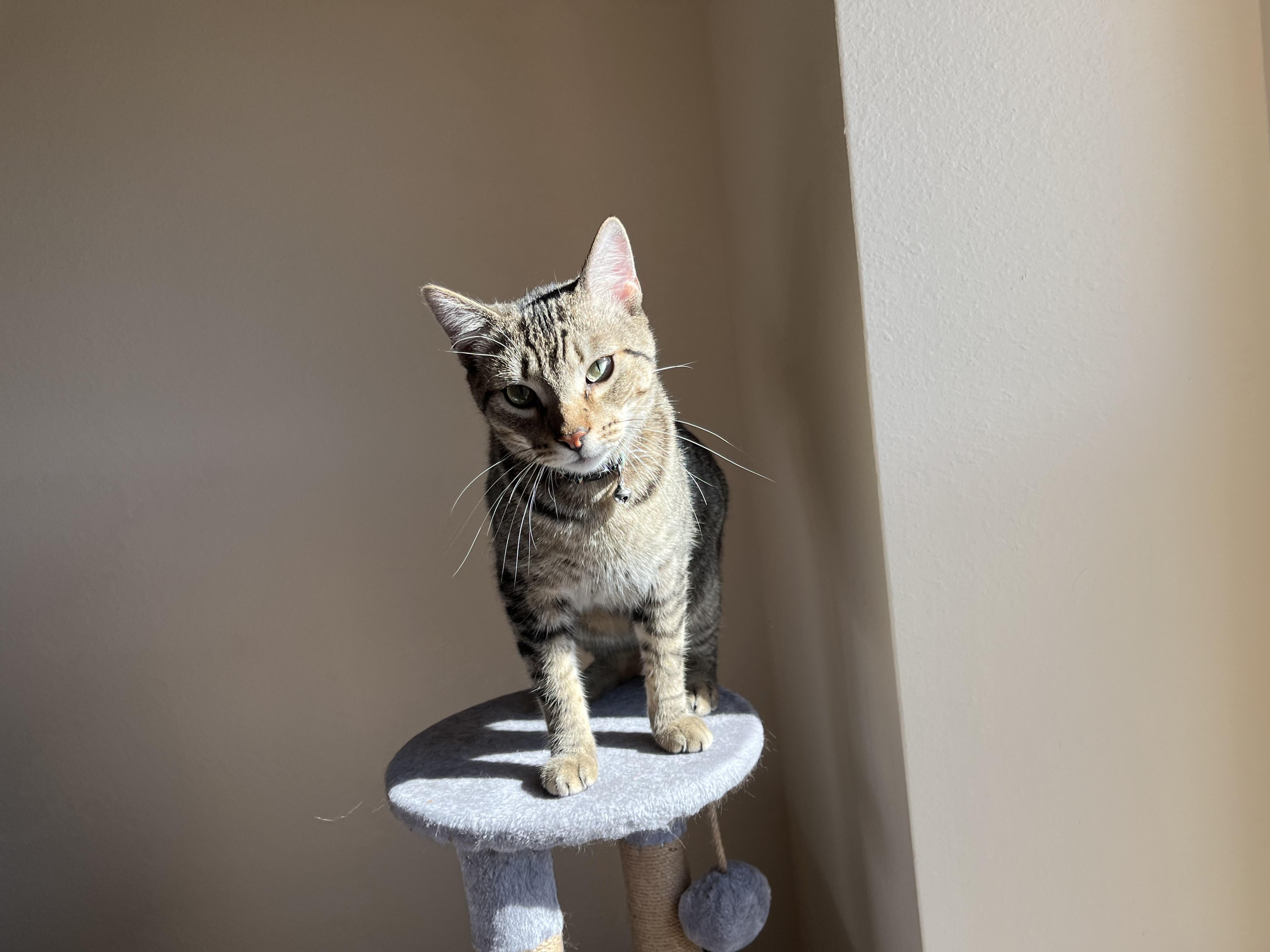 Zuko, an adoptable Domestic Short Hair, Tabby in Albuquerque, NM, 87199 | Photo Image 1