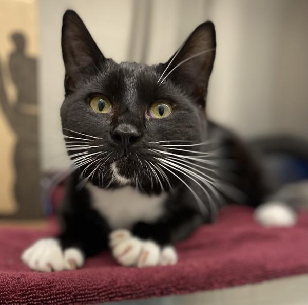 Sven - Cat 5, Adoptable, Young Male Domestic Short Hair.