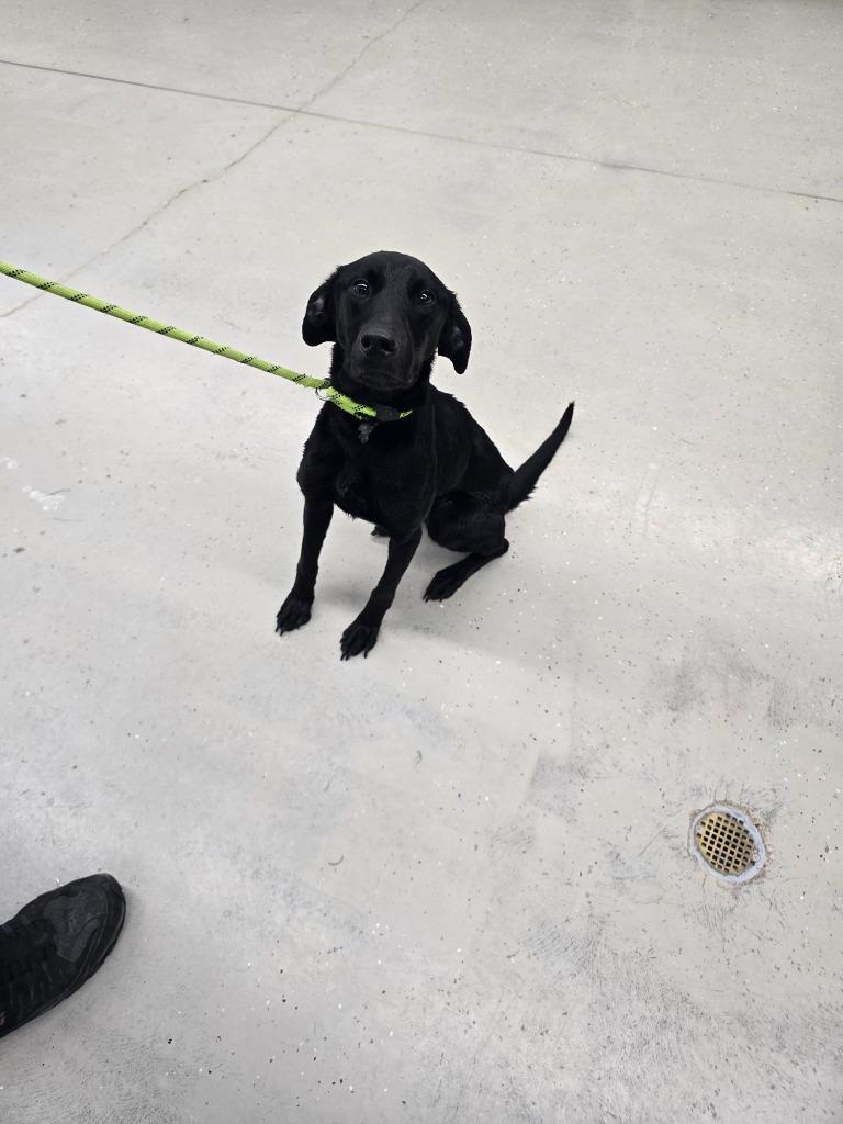 Enlarge Remi, a Adoptable mixed breed in Camden, TN image 1/1