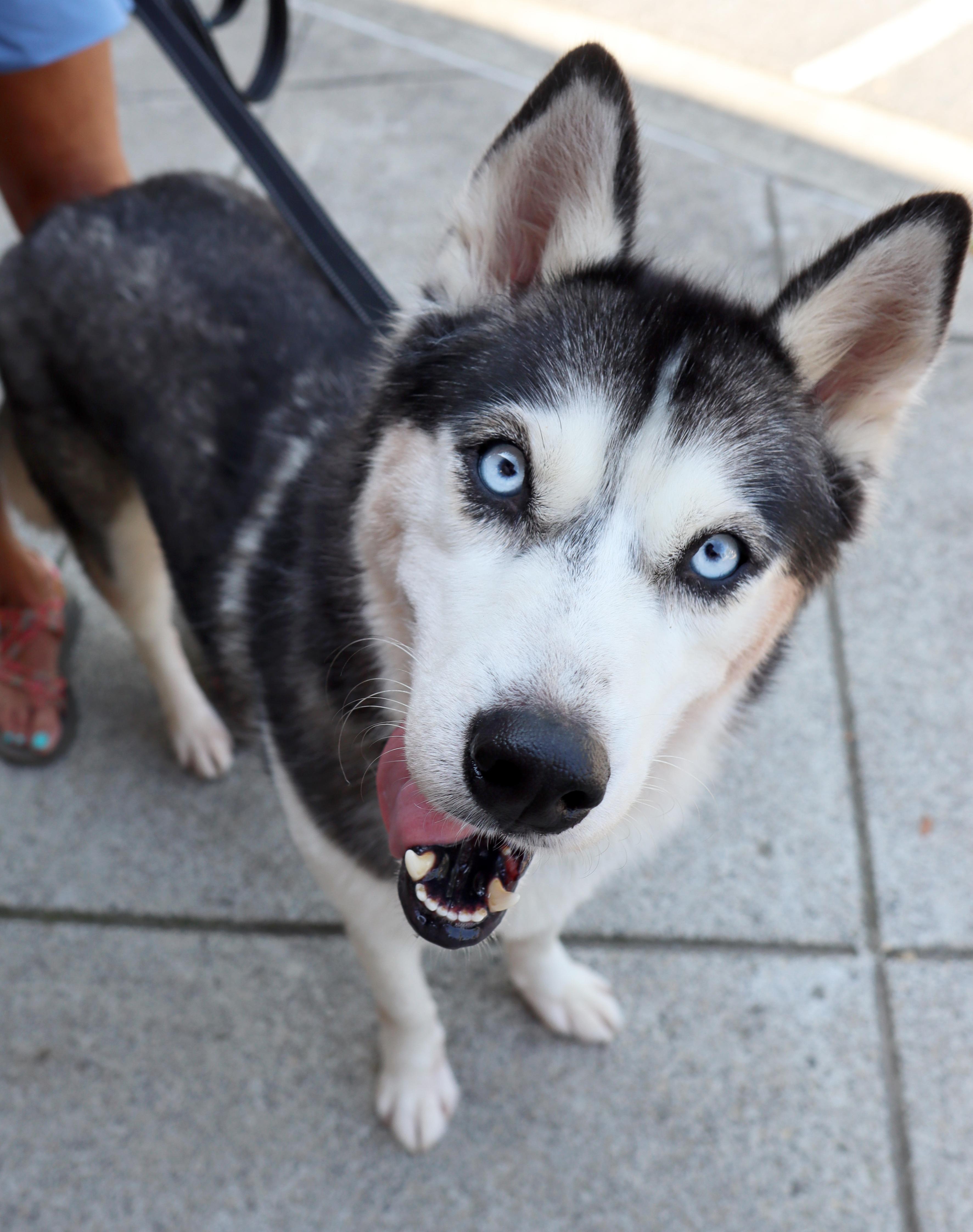 Enlarge Emma, a Adoptable Siberian Husky in Cumming, GA image 3/5