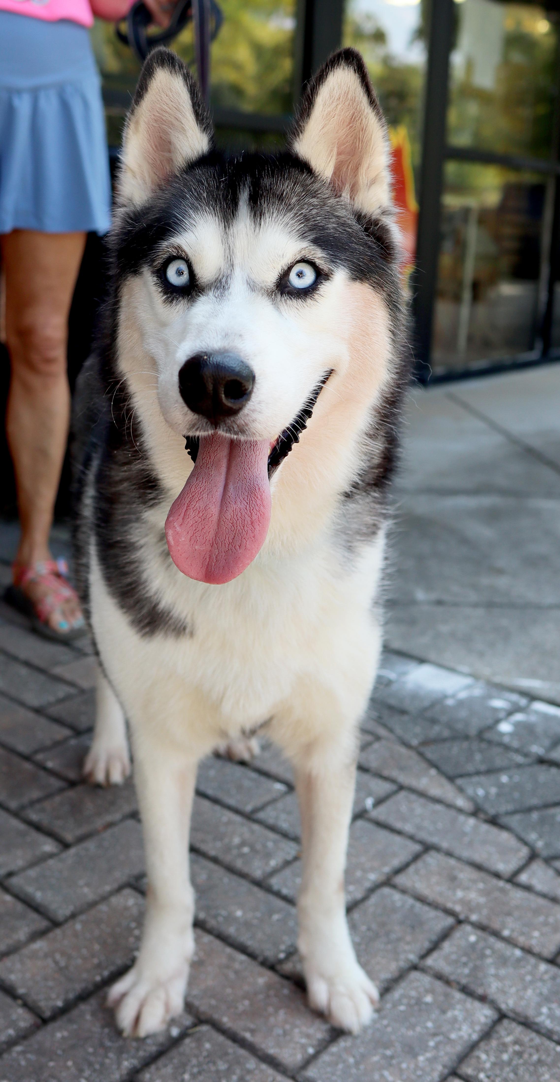 Enlarge Emma, a Adoptable Siberian Husky in Cumming, GA image 4/5