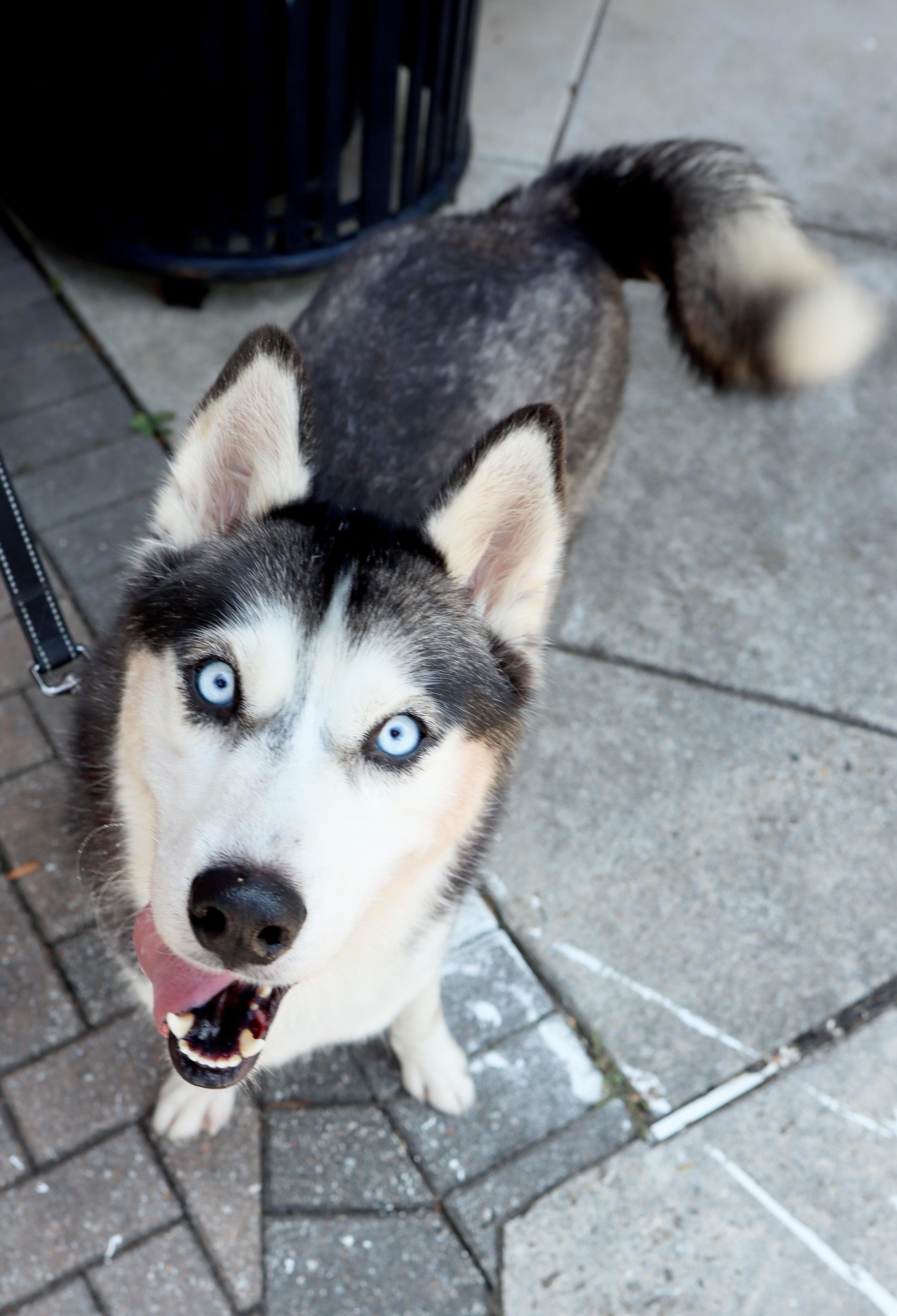 Enlarge Emma, a Adoptable Siberian Husky in Cumming, GA image 5/5