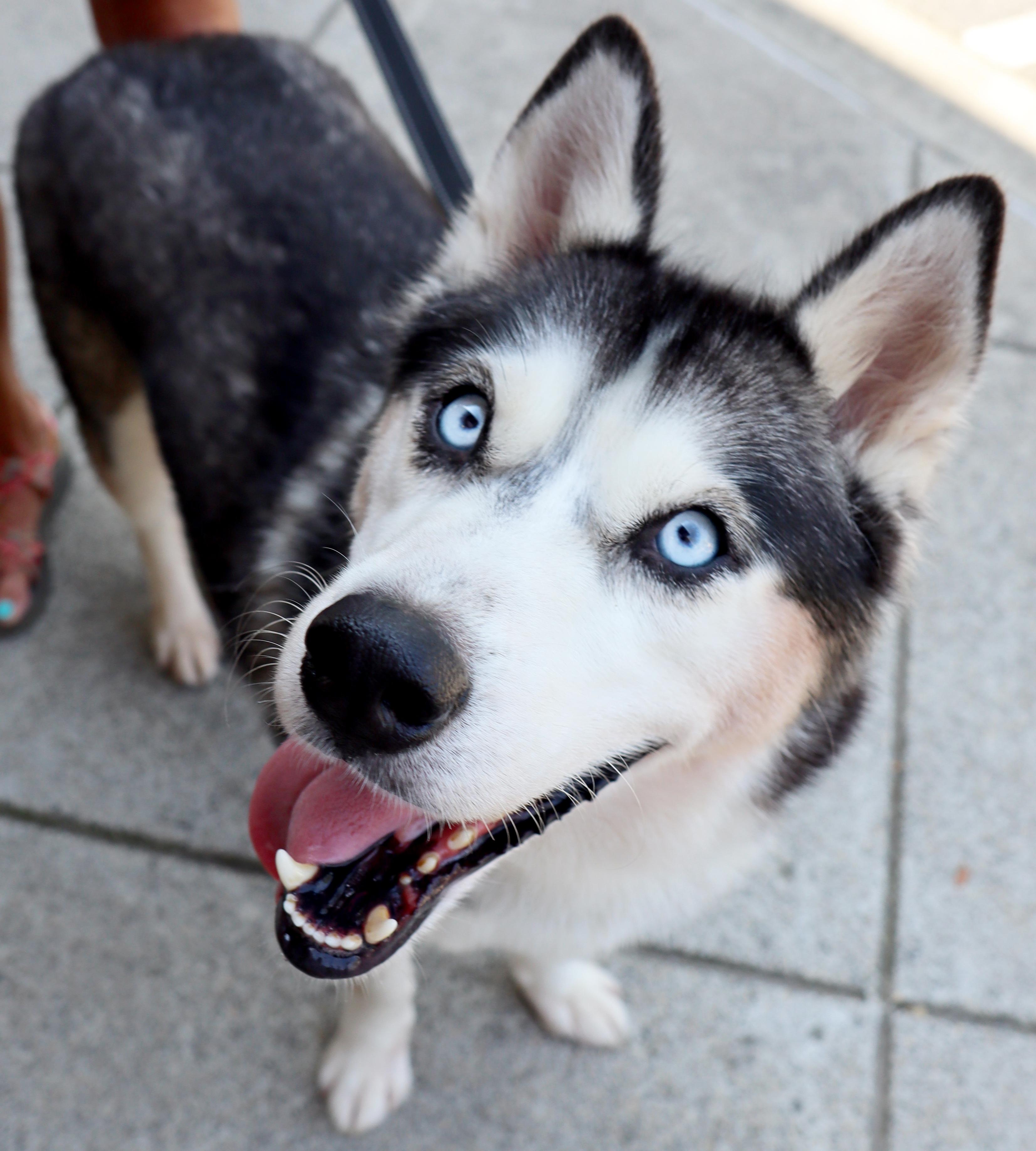 Enlarge Emma, a Adoptable Siberian Husky in Cumming, GA image 1/5