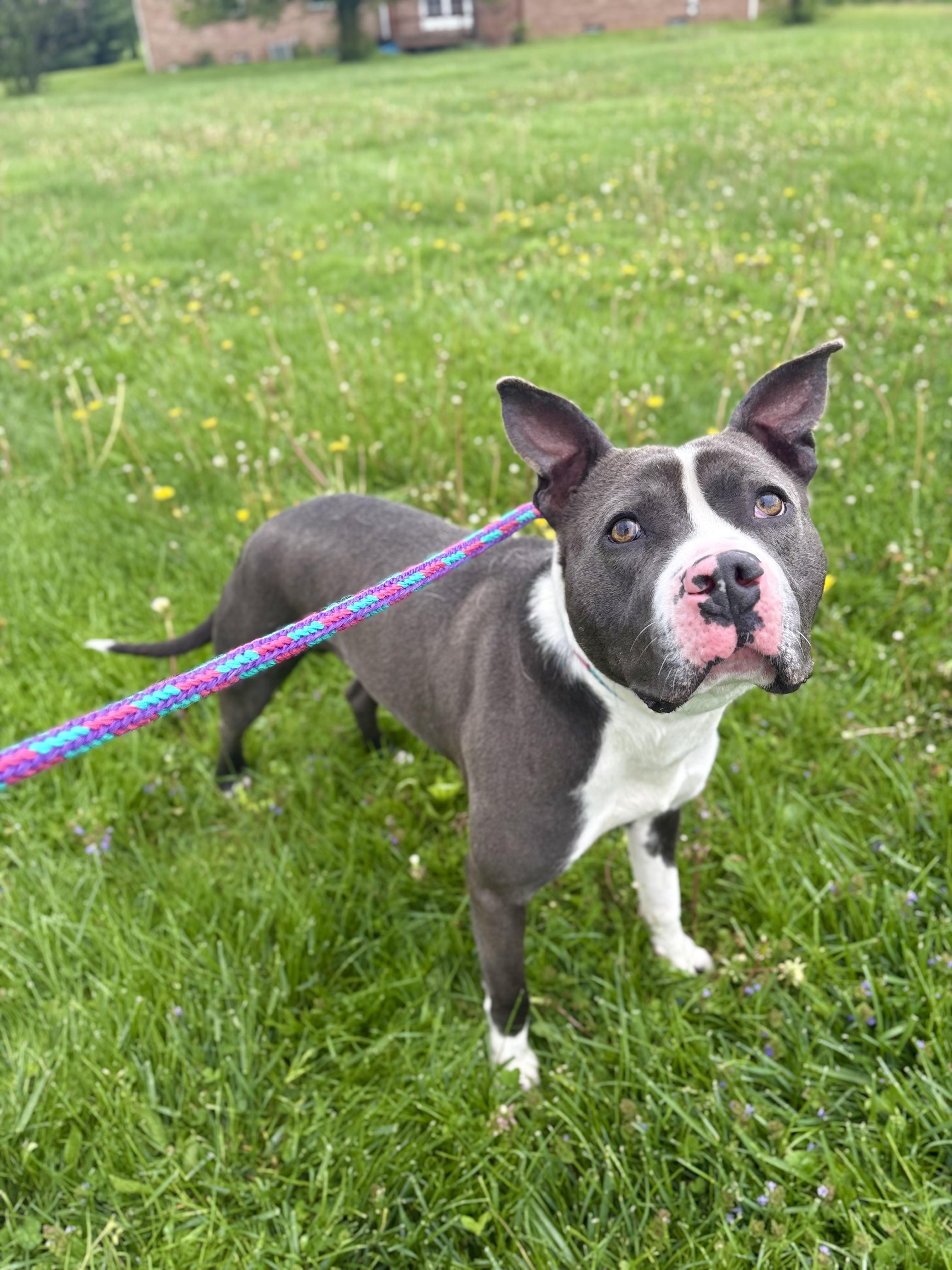Dennis, an adoptable Pit Bull Terrier Mix in Wooster, OH_image-1