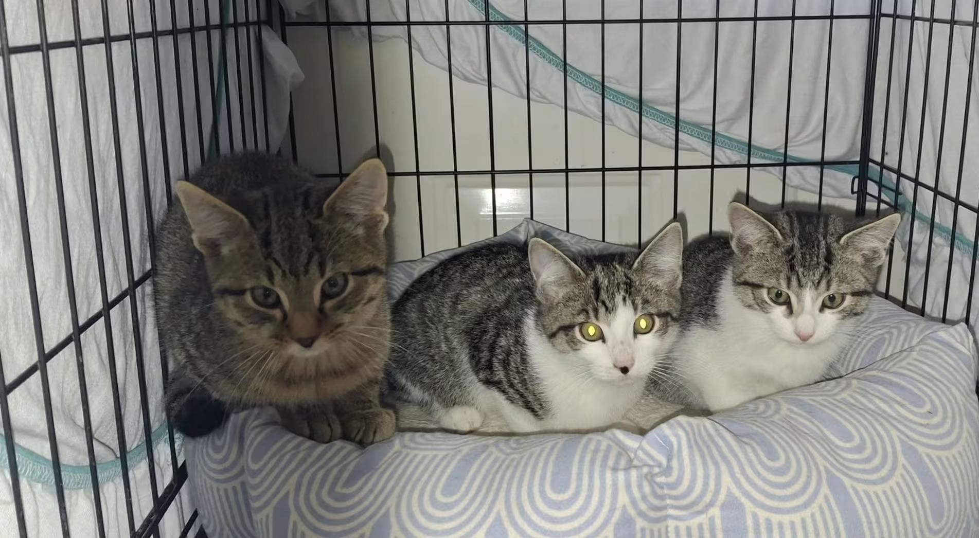 Enlarge Lou (pink nose), a Adoptable Domestic Short Hair in Monterey, VA image 2/2