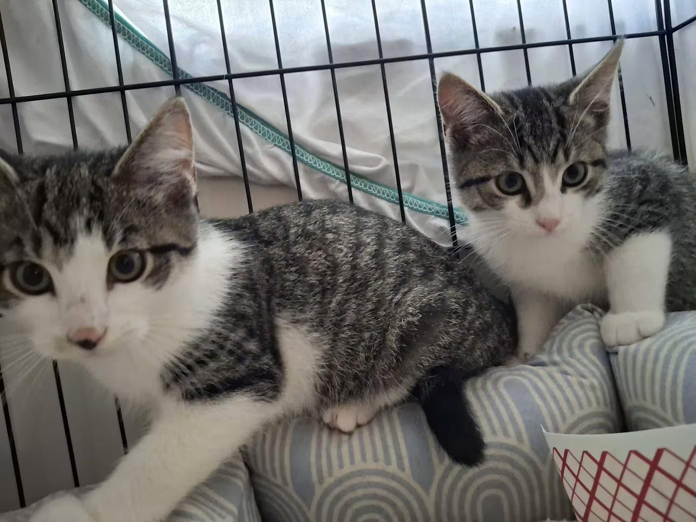 Lou (pink nose), Adoptable, Kitten Male Domestic Short Hair.