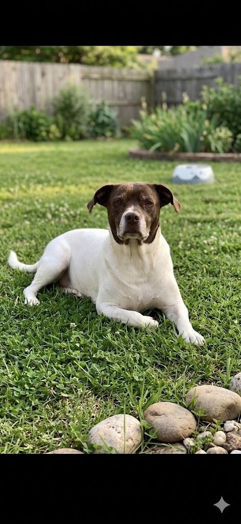 Itchy, Adoptable, Adult Male Pit Bull Terrier & Jack Russell Terrier.
