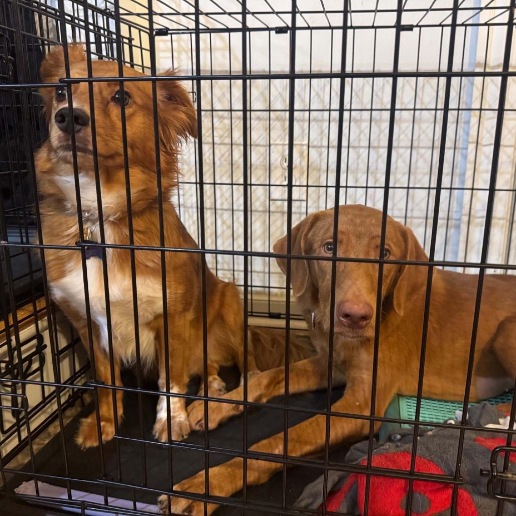 Syrup, Adoptable, Adult Female Vizsla.