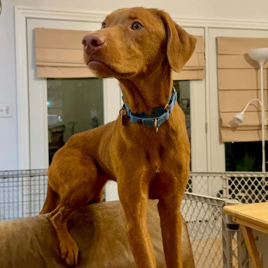 Enlarge Syrup, a Adoptable Vizsla in Delaware, OH image 2/6