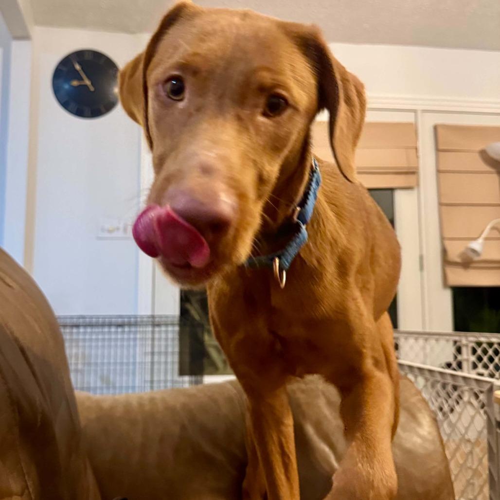 Enlarge Syrup, a Adoptable Vizsla in Delaware, OH image 3/6