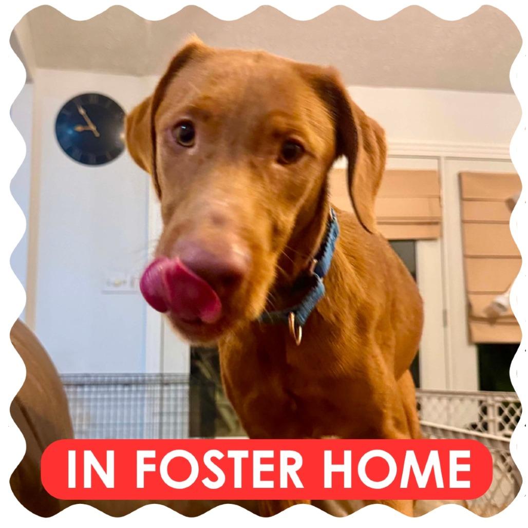 Enlarge Syrup, a Adoptable Vizsla in Delaware, OH image 4/6