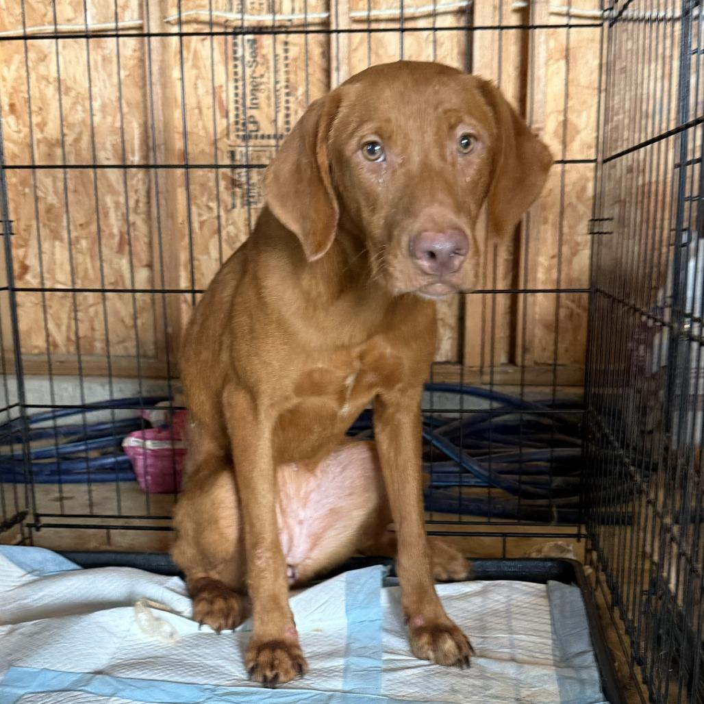 Enlarge Syrup, a Adoptable Vizsla in Delaware, OH image 5/6