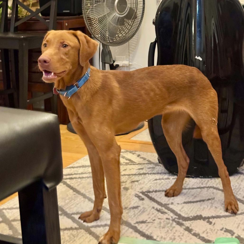 Enlarge Syrup, a Adoptable Vizsla in Delaware, OH image 6/6