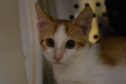 Enlarge Sheldon, a Adoptable mixed breed in Kansas City, MO image 2/2