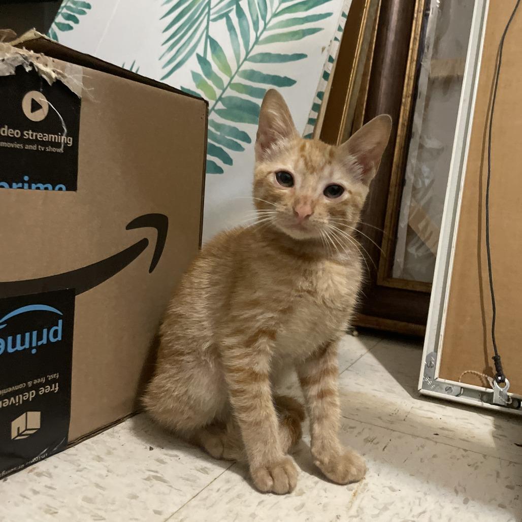 Enlarge Blaze, a Adoptable Domestic Short Hair in Houston, TX image 1/2