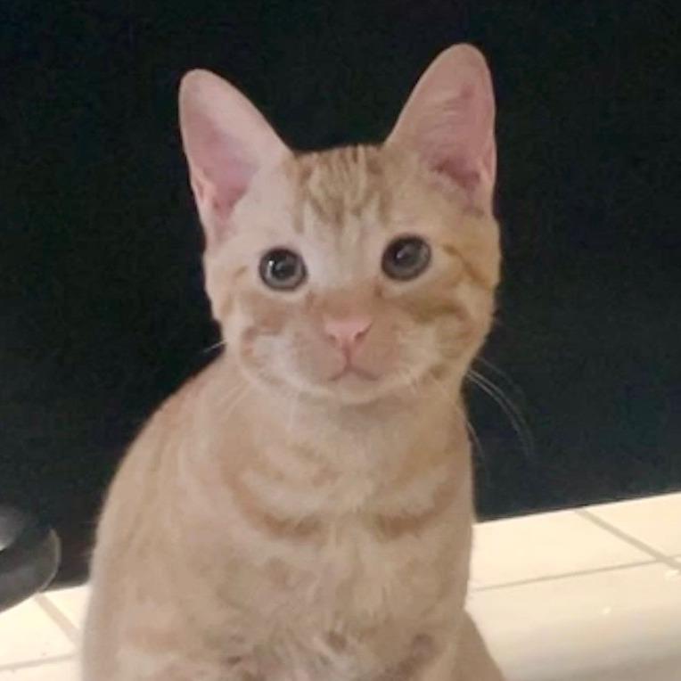 Enlarge Blaze, a Adoptable Domestic Short Hair in Houston, TX image 2/2