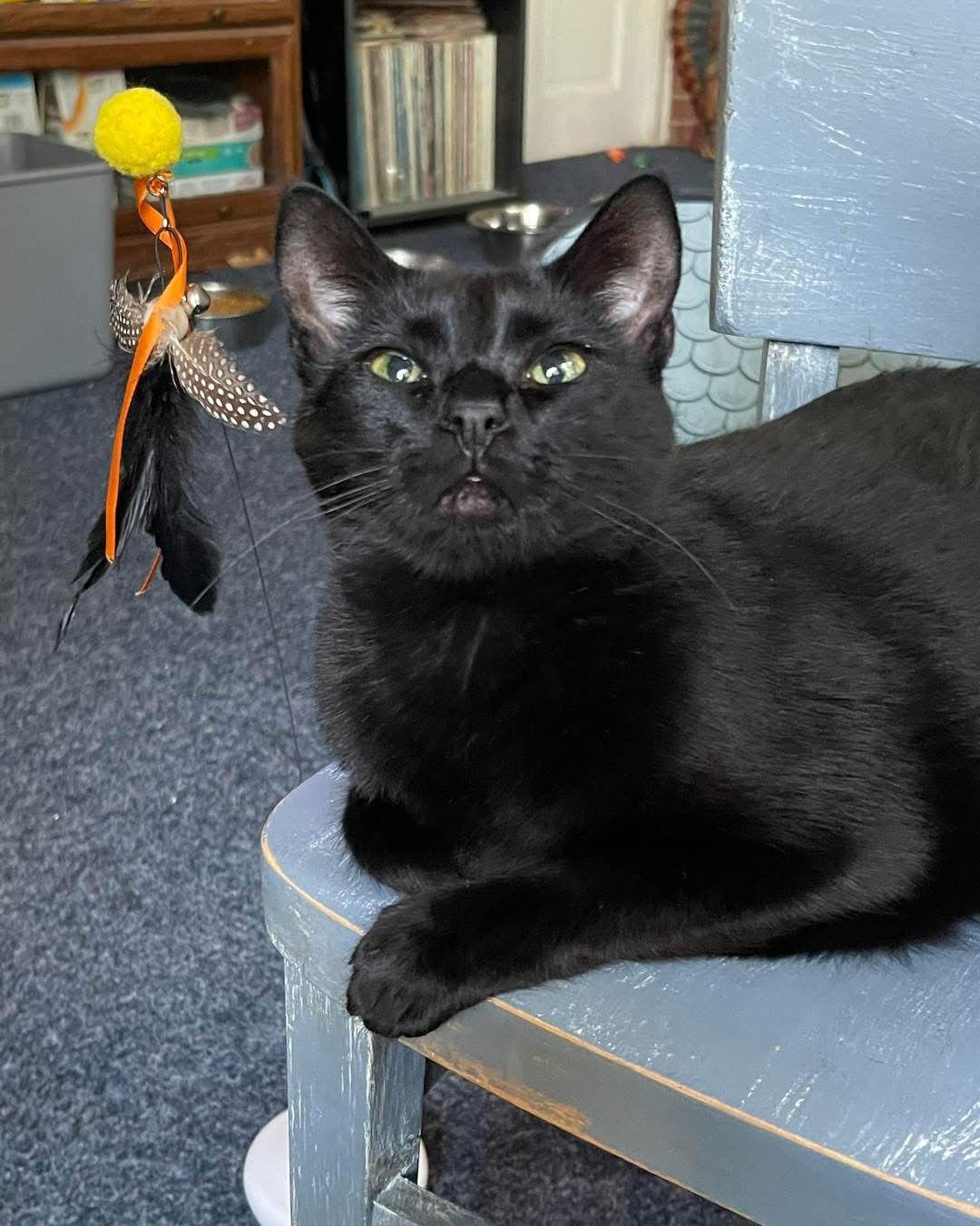 Johann, Adoptable, Adult Male Domestic Short Hair.