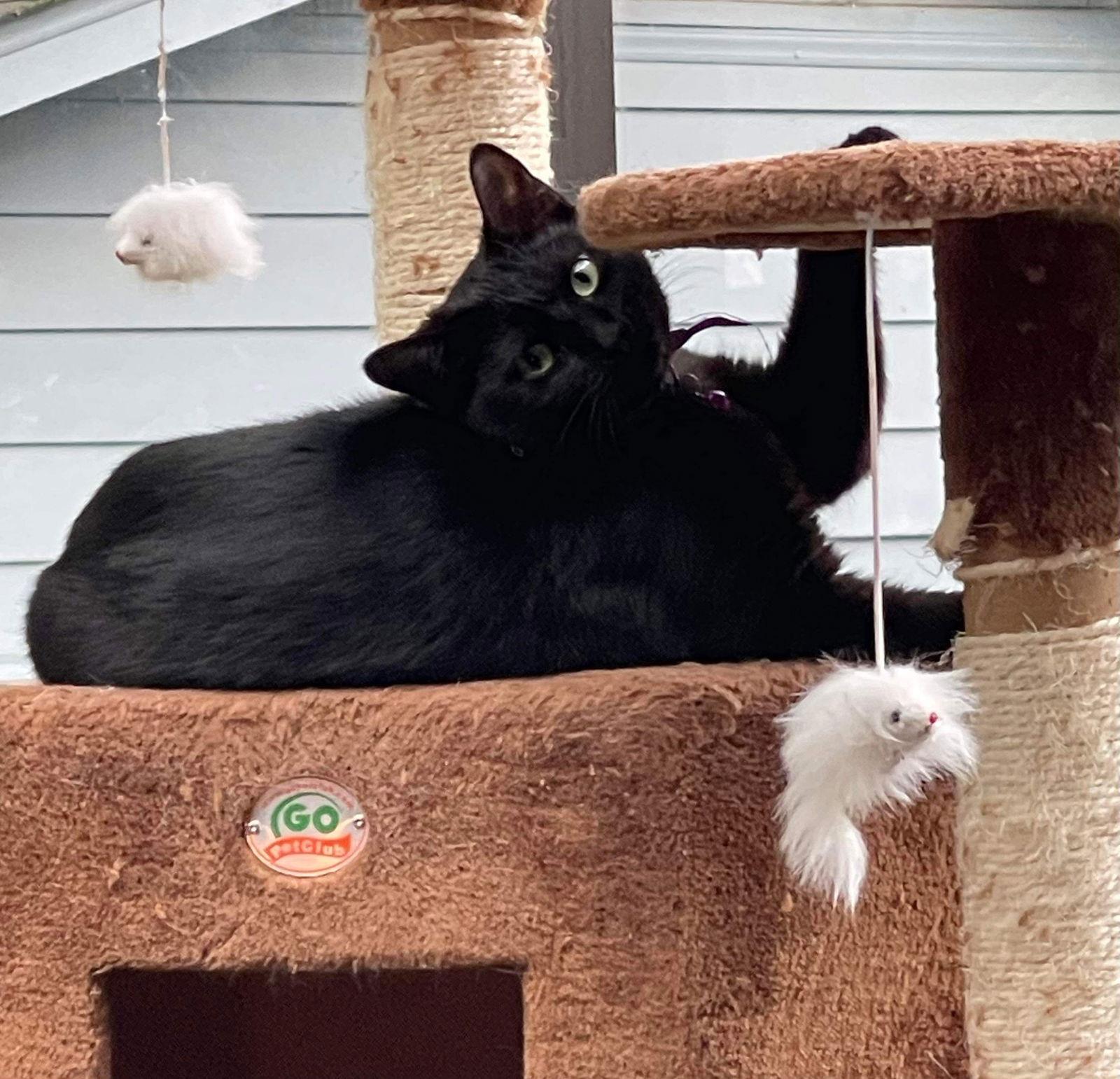 Johann, Adoptable, Adult Male Domestic Short Hair.