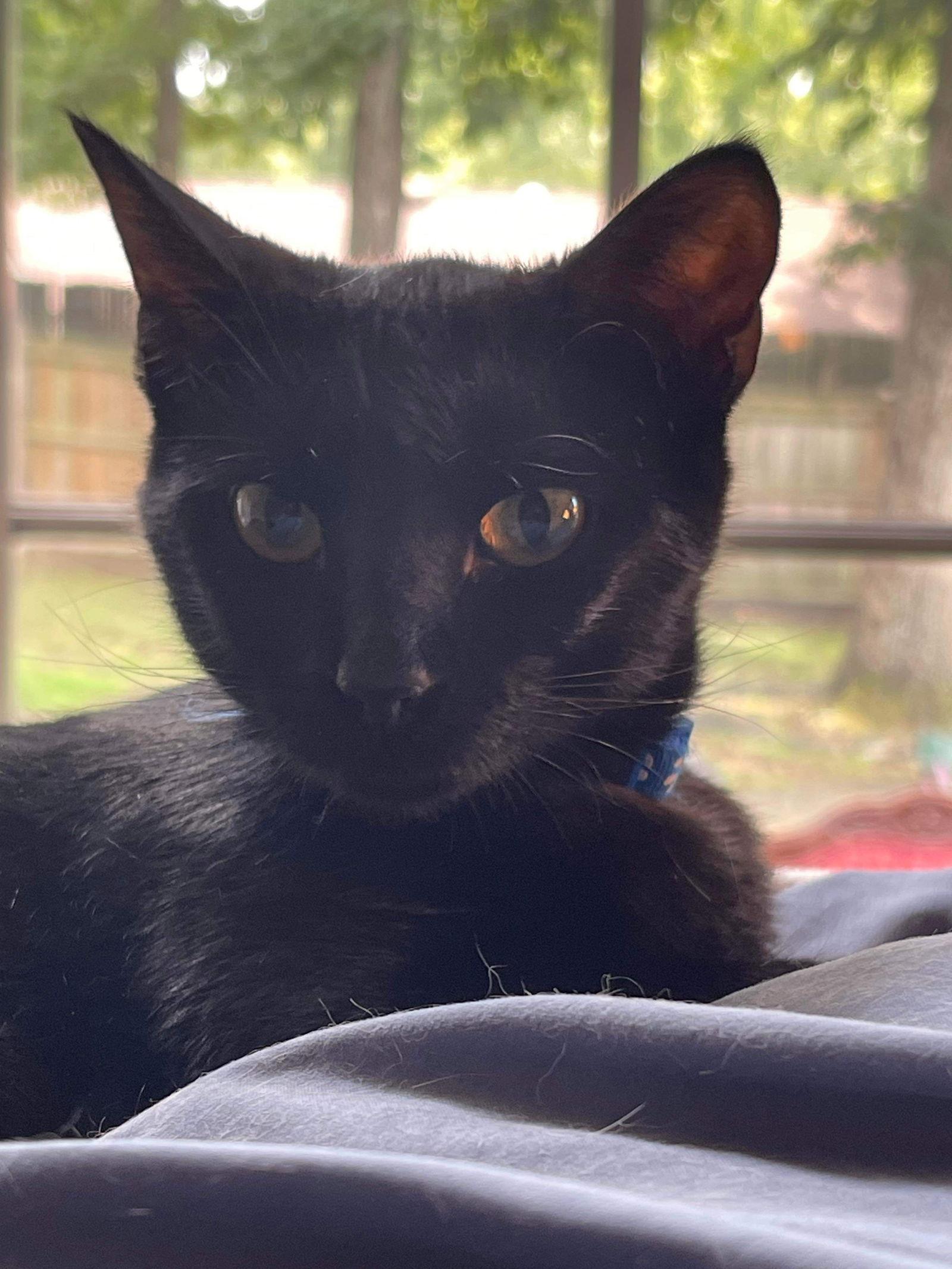 Johann, a Adoptable Domestic Short Hair in Oakboro , NC image 3/3