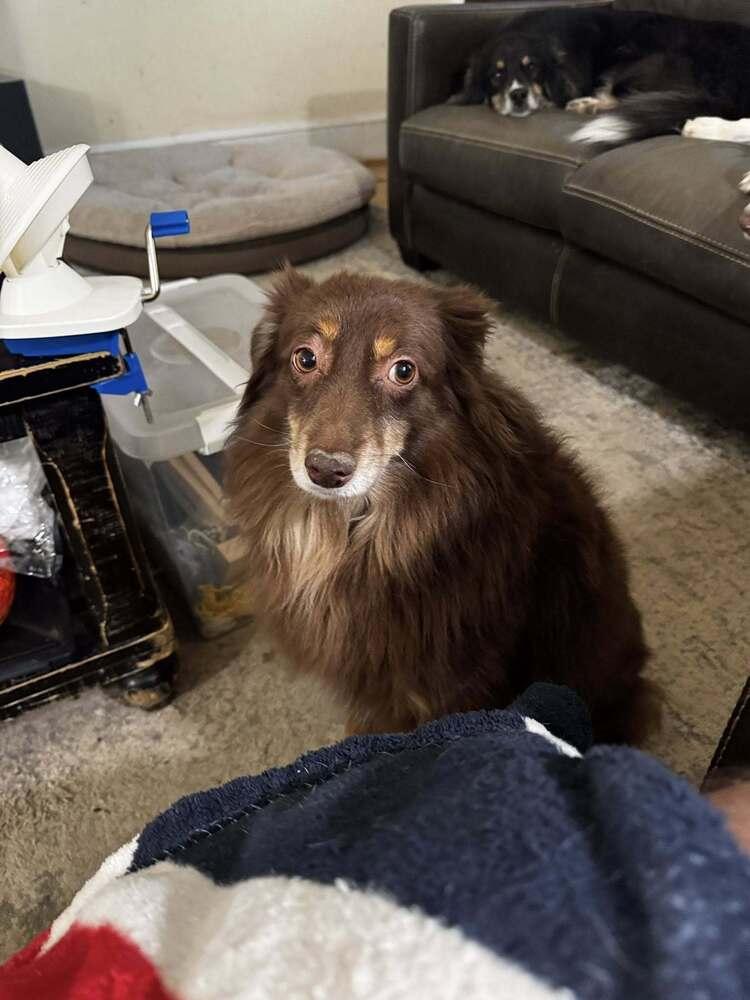 Alanis Morisette, a Adoptable Australian Shepherd in Milton, DE image 1/2