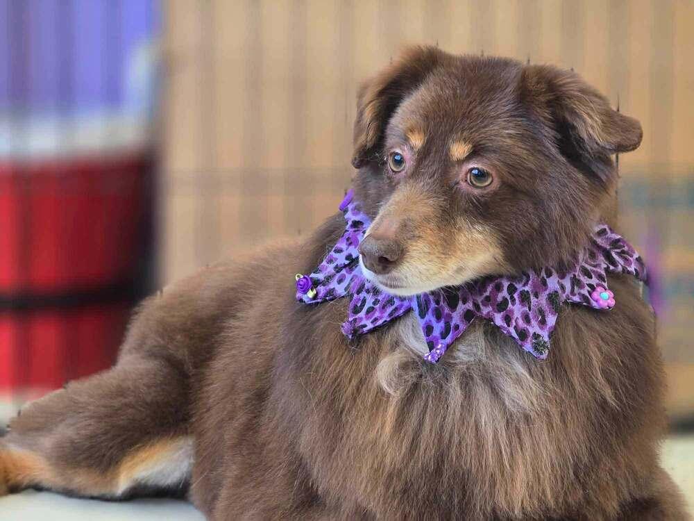 Enlarge Alanis Morisette, a Adoptable Australian Shepherd in Milton, DE image 1/4