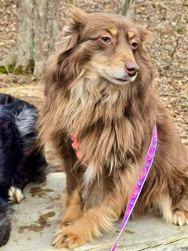 Enlarge Alanis Morisette, a Adoptable Australian Shepherd in Milton, DE image 2/4