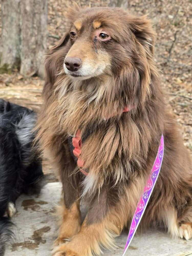 Enlarge Alanis Morisette, a Adoptable Australian Shepherd in Milton, DE image 3/4