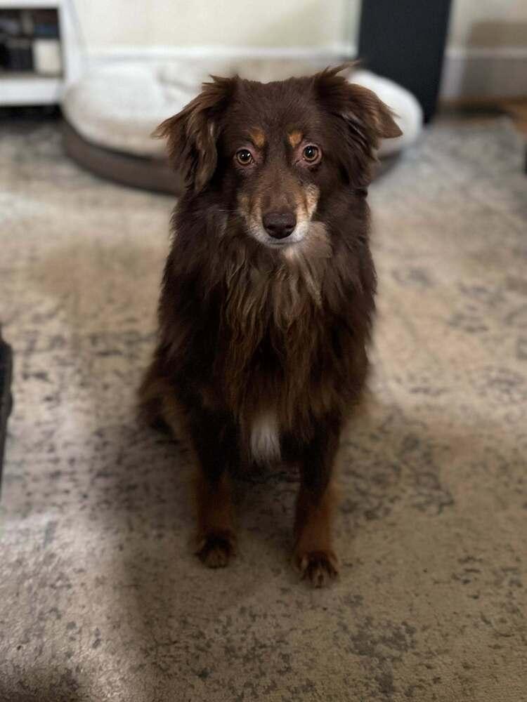 Alanis Morisette, a Adoptable Australian Shepherd in Milton, DE image 2/2