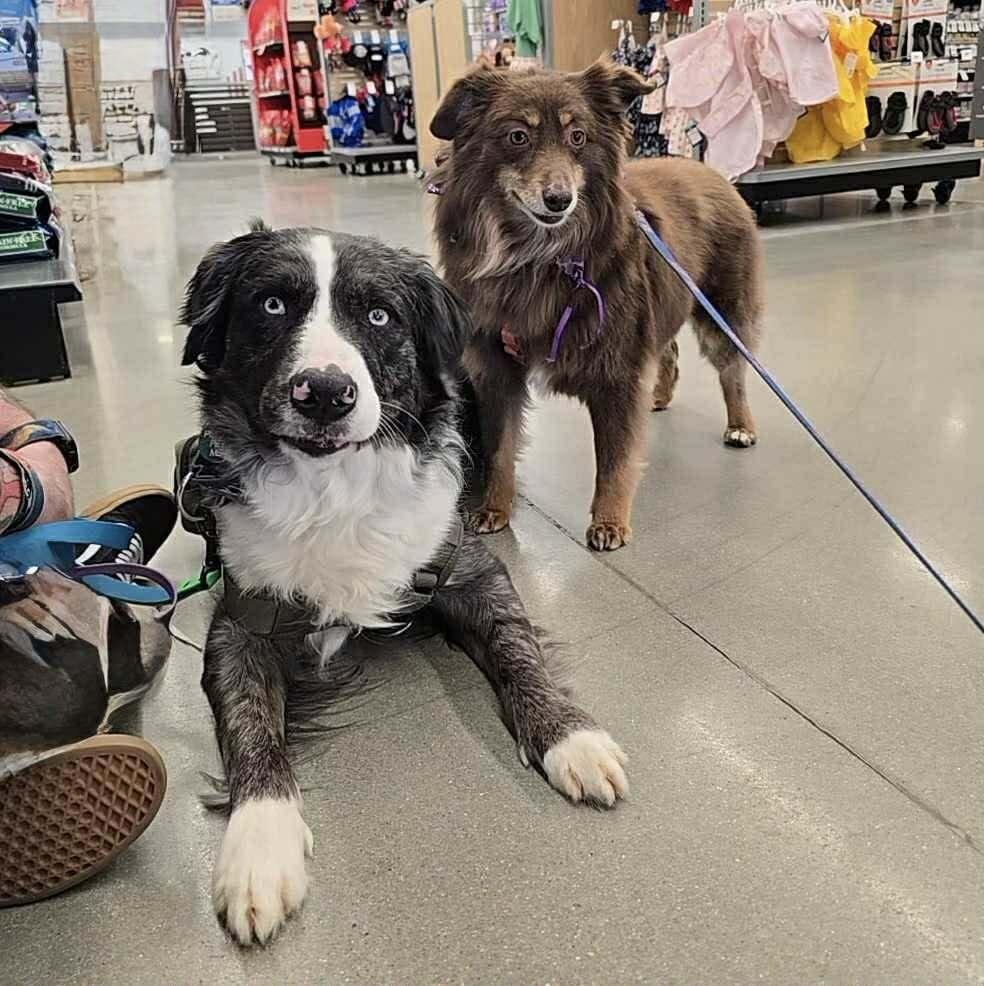 Enlarge Alanis Morisette, a Adoptable Australian Shepherd in Milton, DE image 4/4