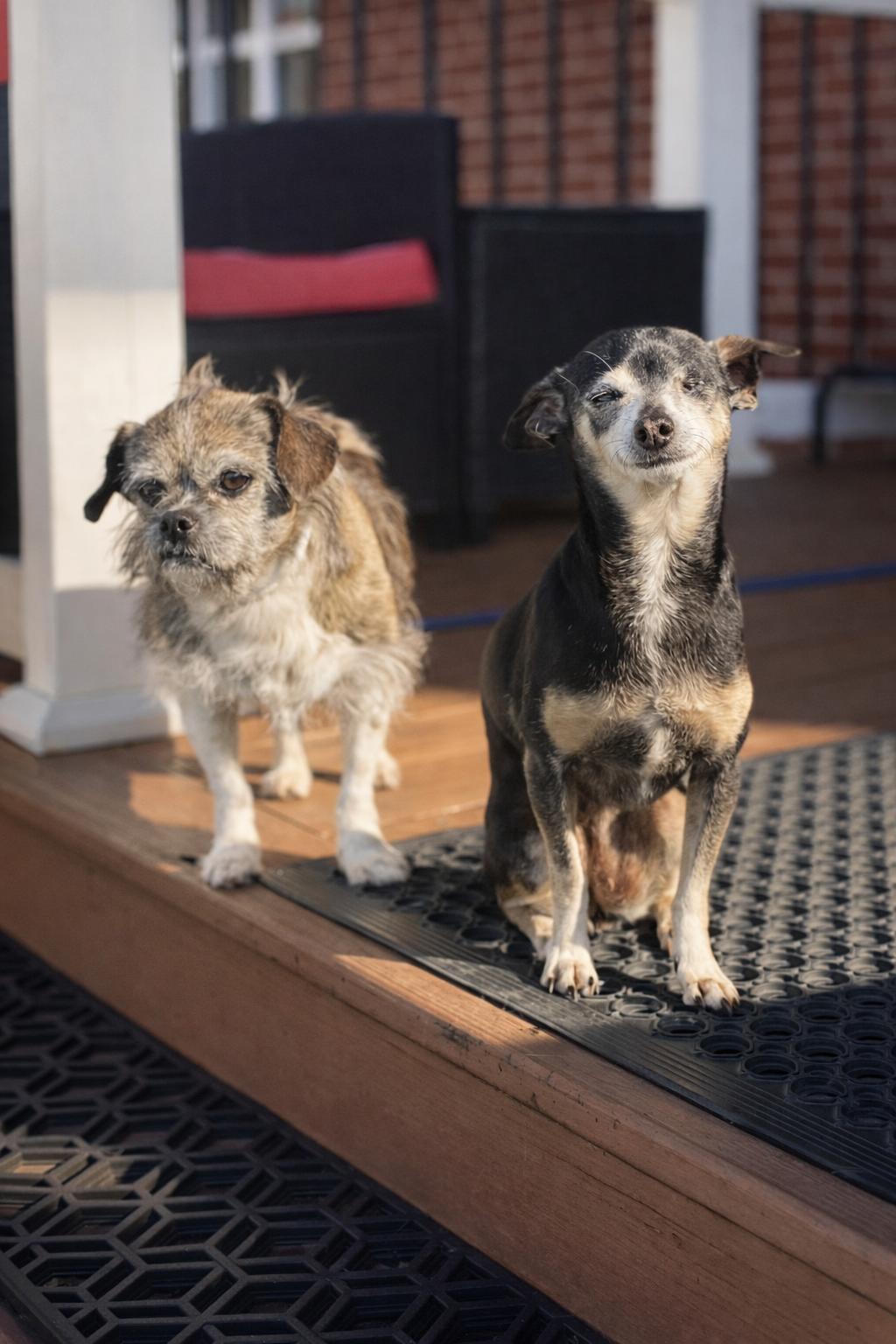 Enlarge CRICKET, a Adoptable mixed breed in Des Moines, IA image 4/6