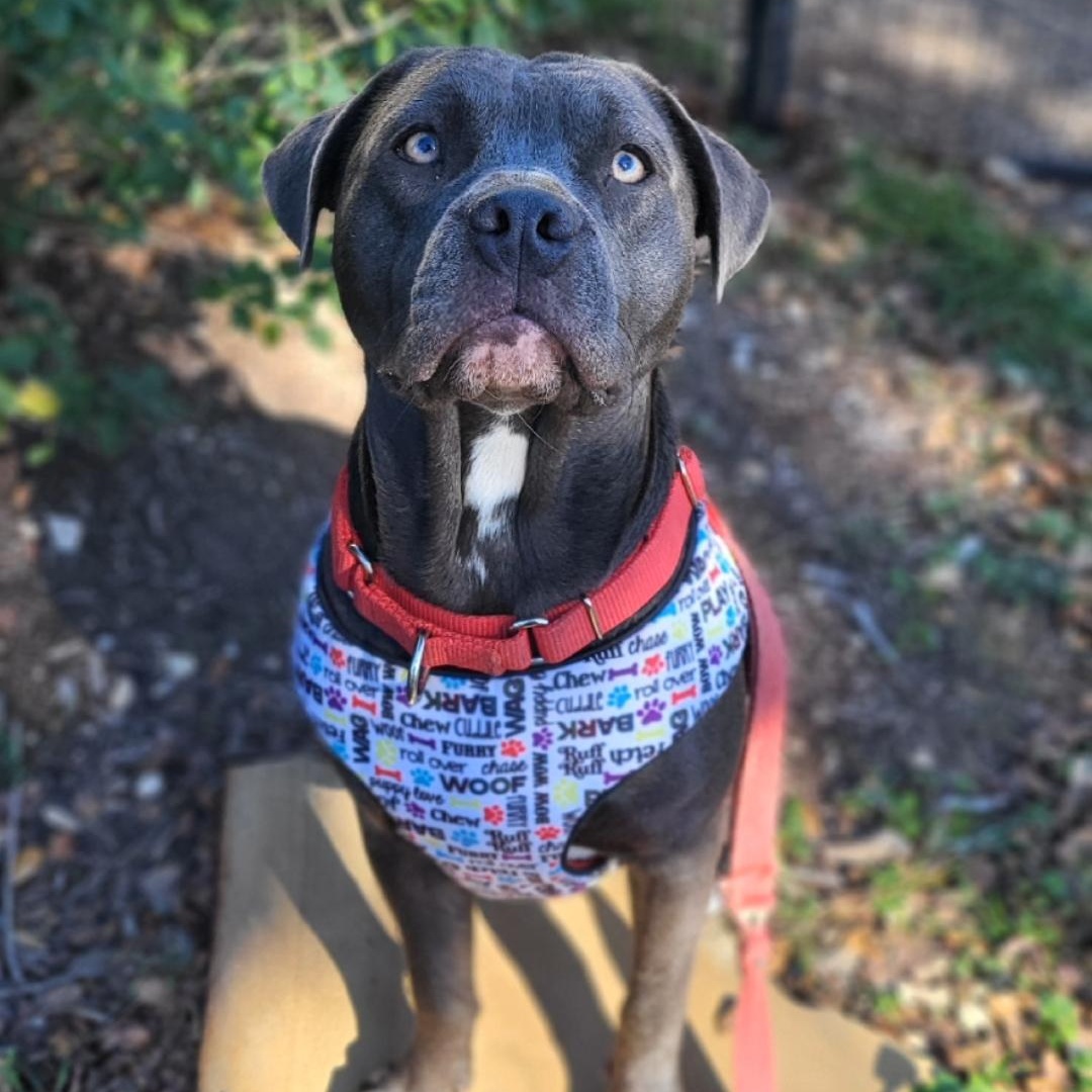 Enlarge Bentley, a ADOPTABLE American Staffordshire Terrier in Austin, TX image 2/6