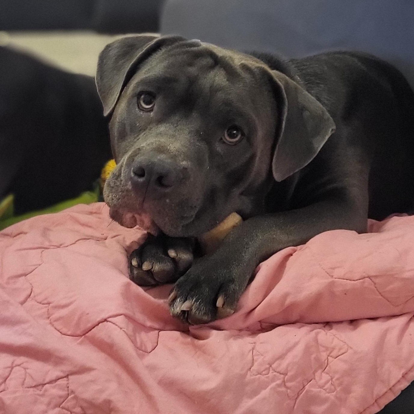 Enlarge Bentley, a ADOPTABLE American Staffordshire Terrier in Austin, TX image 6/6