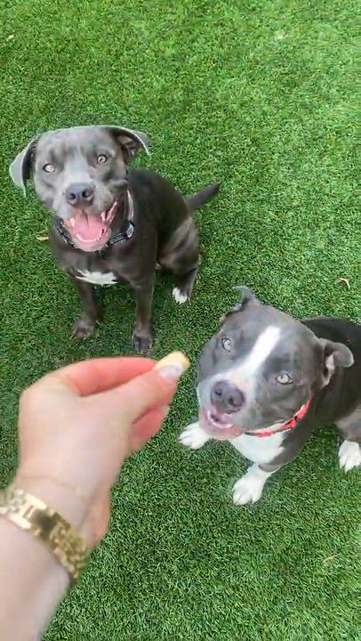 Enlarge Bentley, a ADOPTABLE American Staffordshire Terrier in Austin, TX video 3/6