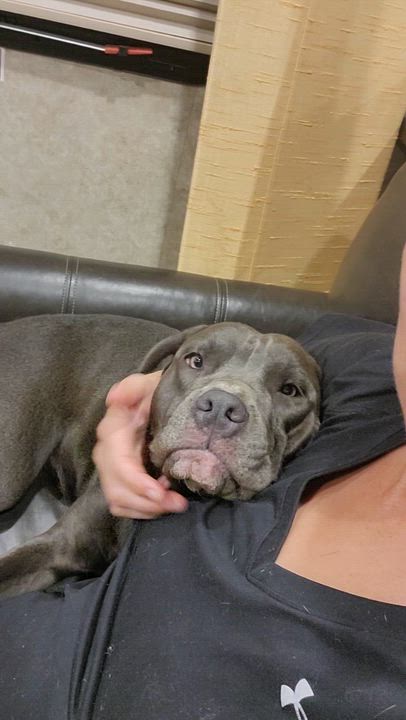 Enlarge Bentley, a ADOPTABLE American Staffordshire Terrier in Austin, TX video 4/6