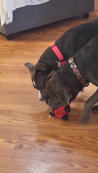 Enlarge Bentley, a ADOPTABLE American Staffordshire Terrier in Austin, TX video 5/6