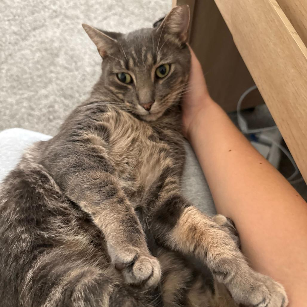 Enlarge Keppra, a Adoptable Domestic Short Hair in Newark, DE image 1/6