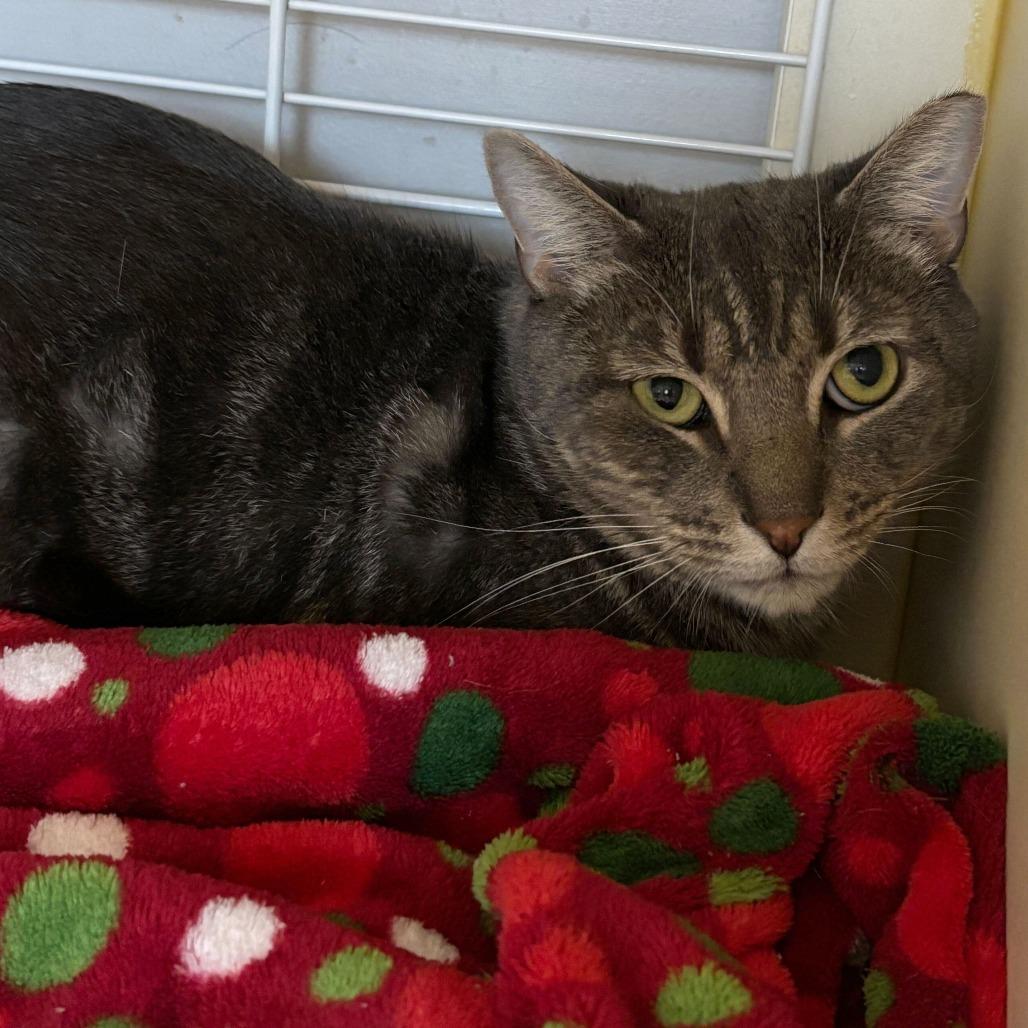 Enlarge Keppra, a Adoptable Domestic Short Hair in Newark, DE image 2/6