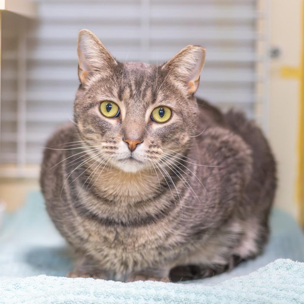 Enlarge Keppra, a Adoptable Domestic Short Hair in Newark, DE image 3/6