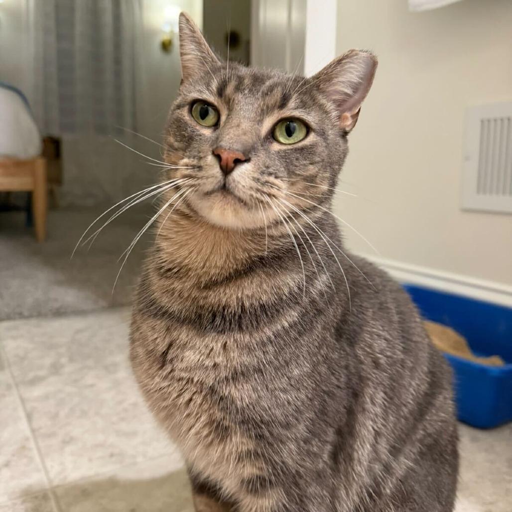 Enlarge Keppra, a Adoptable Domestic Short Hair in Newark, DE image 3/6